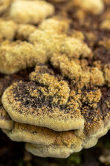 Macro detail of layered brown and yellow Trametes Versicolor, a common polypore mushroom. Autumn fall seasonal concept.