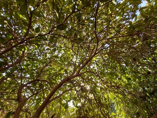 Trees, green leaves and sun rays