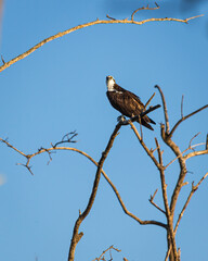 An Osprey, or fishhawk, hunts for prey from Peanut Island in West Palm Beach, Palm Beach County, South Florida