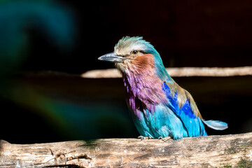 Lilac-breasted Roller on a Wooden Perch