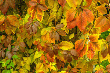 autumn leaves in the park