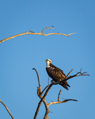 An Osprey, or fishhawk, hunts for prey from Peanut Island in West Palm Beach, Palm Beach County, South Florida