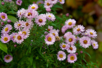 Obraz premium flowers in the garden