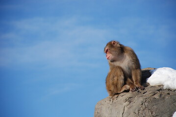 青空を背景にして岩に座った猿