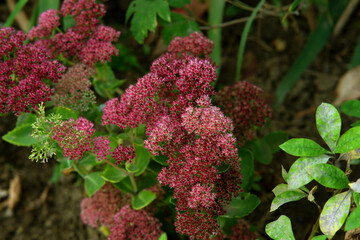 Obraz premium flowers in the garden
