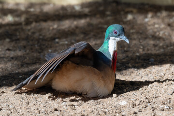 Bleeding Heart Dove on the Ground Enjoying the Heat from the Sun