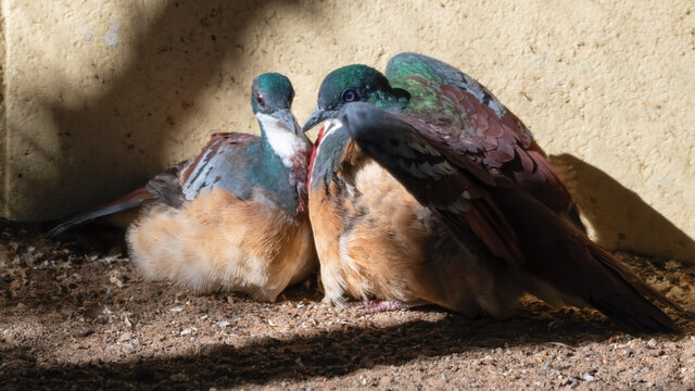 Pair of Bleeding Heart Dove on the Ground in Courtship