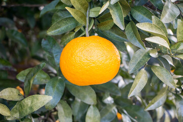 Ripe and fresh oranges hanging on branch
