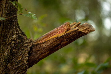 Obraz premium Colourful branch sticking out of a tree trunk with dark brown bask with out of focus blurred green fresh forest in the background