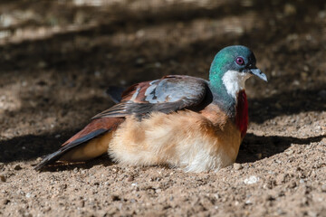 Bleeding Heart Dove on the Ground Enjoying the Heat from the Sun