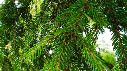 Green background with fir branches
