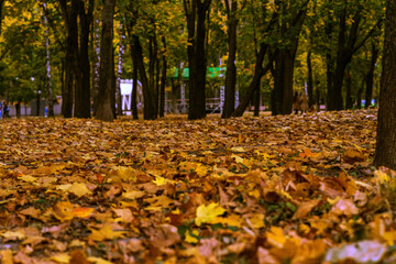 autumn leaves in the park
