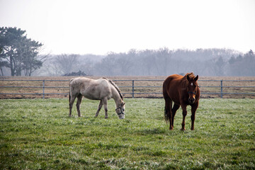 Two horses grazing in field
