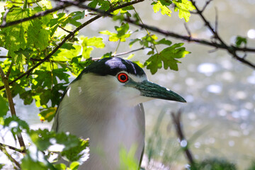 Close Up Black Crowned Night Heron Hiding in the Undergrowth on a Riverbank