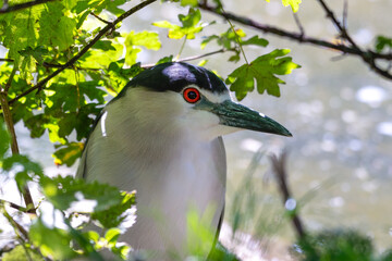 Close Up Black Crowned Night Heron Hiding in the Undergrowth on a Riverbank