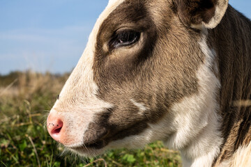 Fototapeta premium Little calf. The smallest and cutest calf in the herd. Symbol of 2021 - Bull.