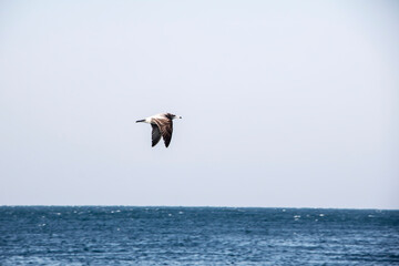 Fototapeta na wymiar seagull over sea in Jeju Island, Korea 