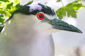 Close Up Black Crowned Night Heron Hiding in the Undergrowth on a Riverbank