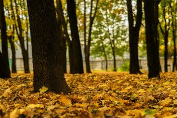 autumn leaves in the park