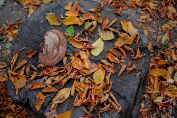 Fallen leaves in the autumn forest