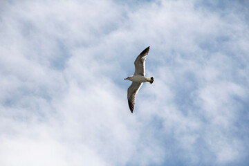 Seagull flying in the blue sky

