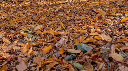 Fallen leaves in the autumn forest