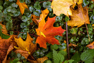 autumn leaves on a tree