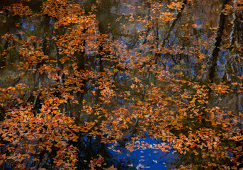 Naklejka premium Fallen autumn leaves in the river