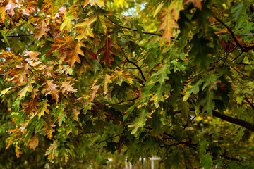 autumn leaves on a tree