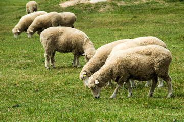 Obraz na płótnie Canvas Herd sheep on a beautiful green meadow 