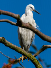 Little Egret Standing in a Tree