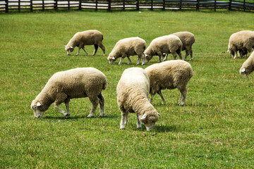 Herd sheep on a beautiful green meadow
