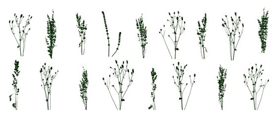 Set of green wild herbs isolated on white - group of meadow grass silhouettes - elements for natural design