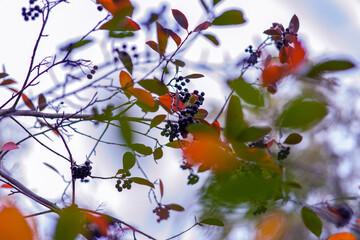 berries on a branch