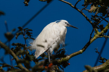Little Egret Standing in a Tree