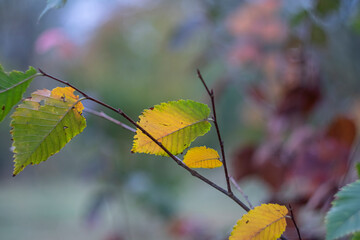 Obraz premium Autumn yellow leaves on a cloudy rainy day.