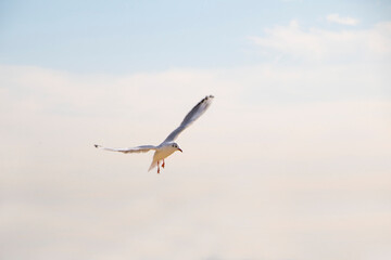 Fototapeta na wymiar Seagull flying in the blue sky 