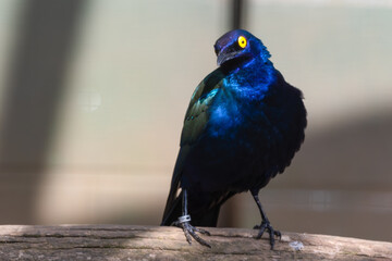 Purple Glossy Starling Standing on a Branch