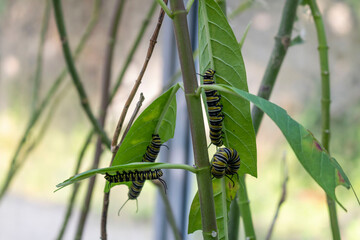 Caterpillars on leaves