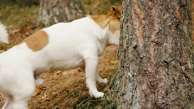Funny dog jack russell terrier marks territory pissing in autumn forest