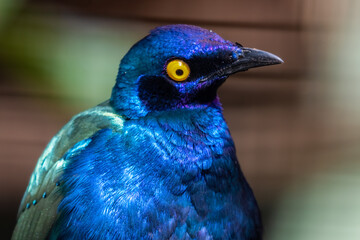 Purple Glossy Starling Close Up Portrait