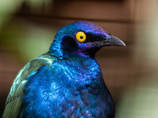 Purple Glossy Starling Close Up Portrait