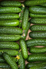 cucumbers in the market