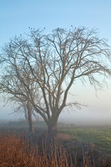 Obraz na płótnie Canvas bare tree