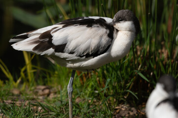 Sleeping Pied Avocet Side Profile