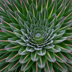 Giant Lobellia in Rwenzori Mountains National Park
