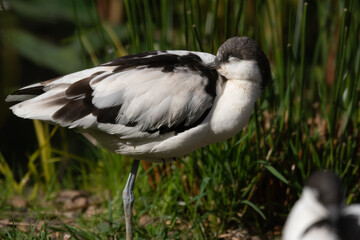 Sleeping Pied Avocet Side Profile