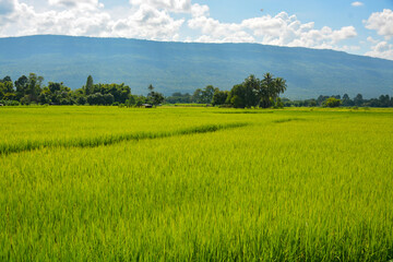 The rice paddy field in Thailand
