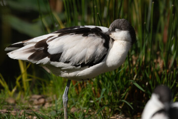 Sleeping Pied Avocet Side Profile