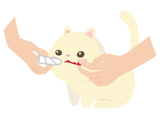 ガーゼを巻き付けて指で猫の歯を掃除する